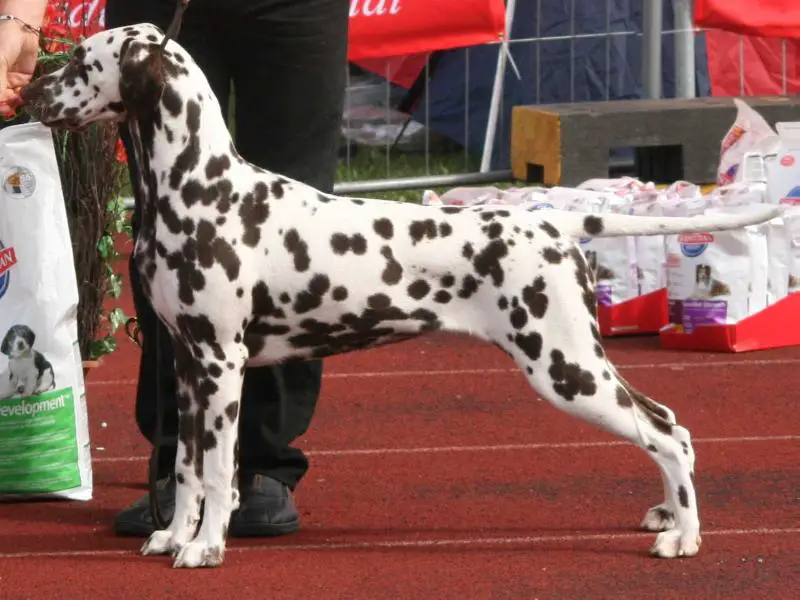 Jillocs Expensive Ticket