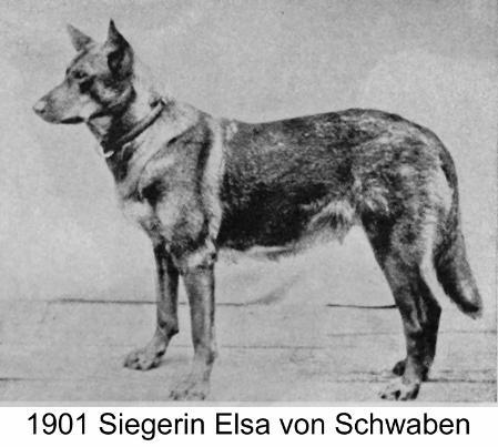 1901 SGRN Elsa von Schwaben