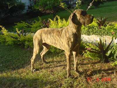 BR. Ch. MONET DO JARDIM SILVA