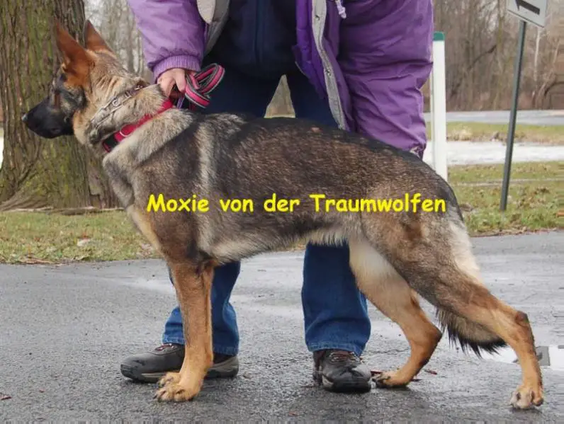 Moxie Von Der Traumwolfen