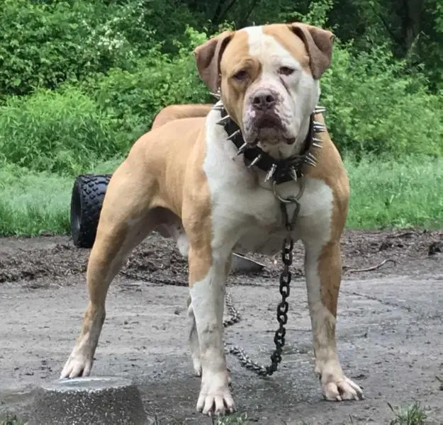 Disasters Roscoe Cassidy of AJ’s