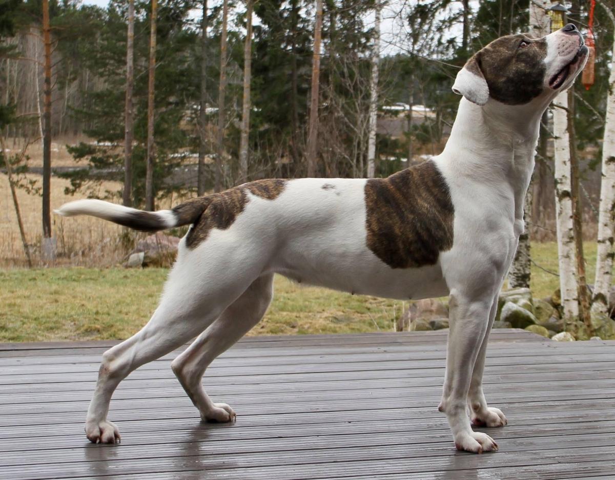 DogHill's Odette of EWK's