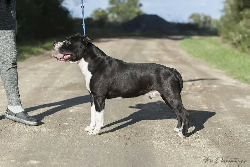 Iphone de la Maison d'Este