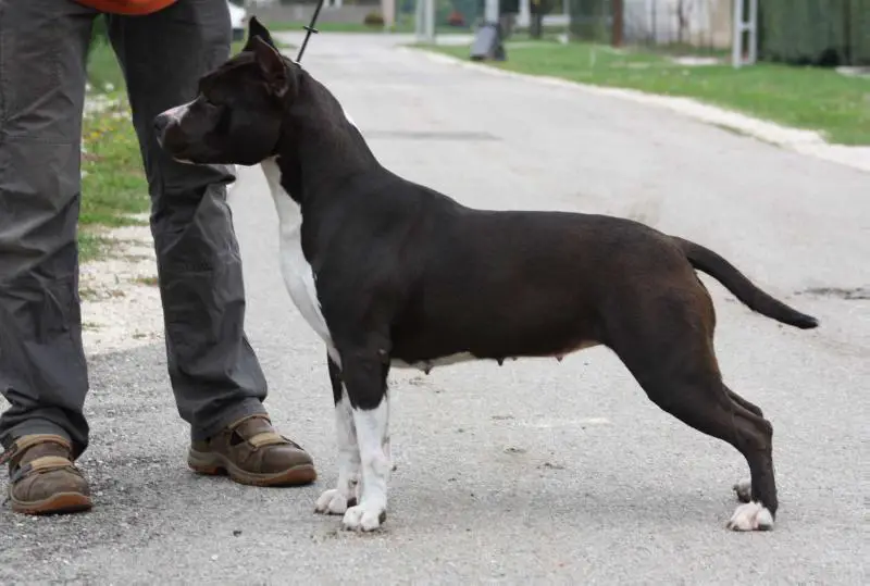 Hungarian.Ch. Mac.Ch Amstaff Major 19' open class R.CAC 2/24 Imperial Delight Donna