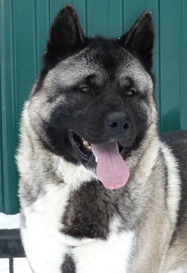 Prekrasnoye Chudo Jaffa's Beautiful Blues