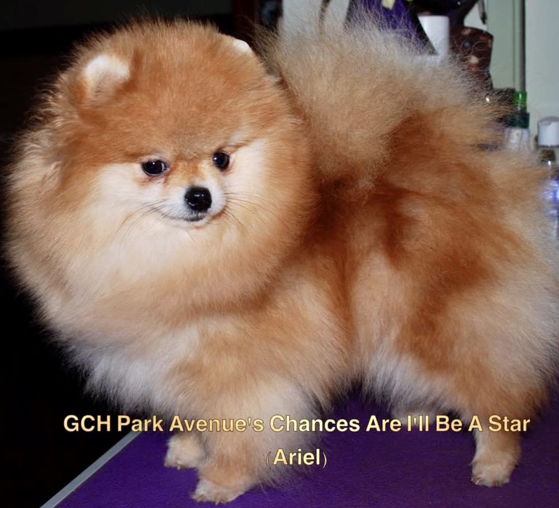 GCH Park Avenues Chances are I'll be A Star