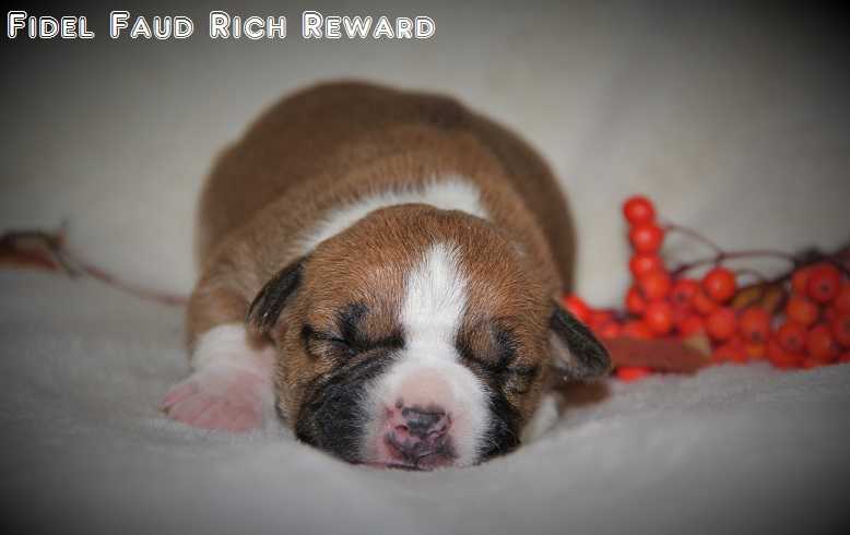 Fidel Faud Rich Reward
