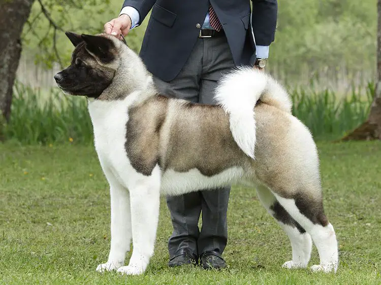 MULTI INT'L CH Estava Rain Reckless Road