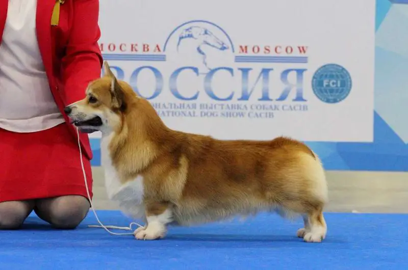 MISTYCOR HISTORY SUPREME