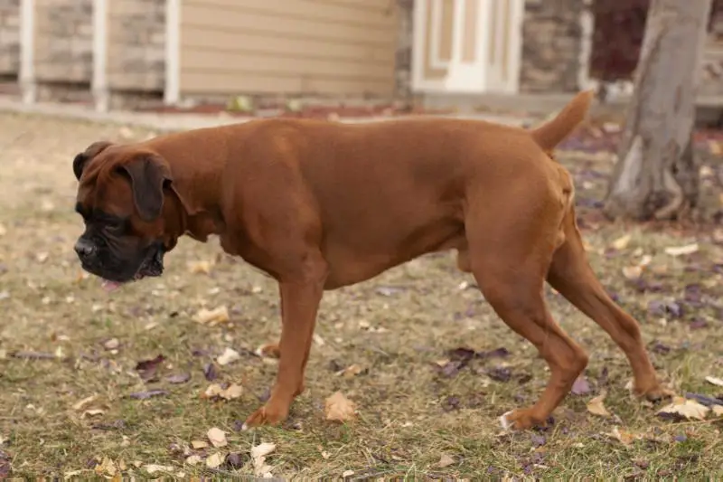 Sapp's Sir Rocky Lee