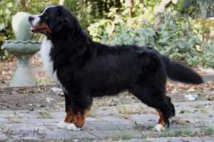 INT CH, CH, Jr CH Co-Flying Star From Orsina's Land