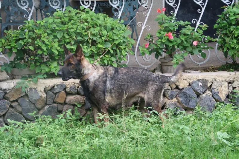 Hershey of Hilda Von Chiles