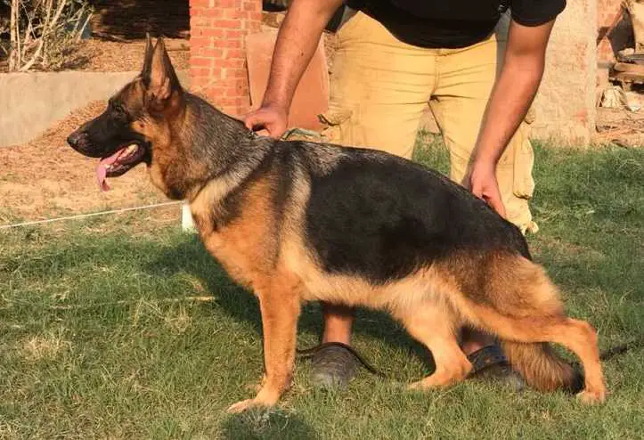 Maserati Vom Guard Team