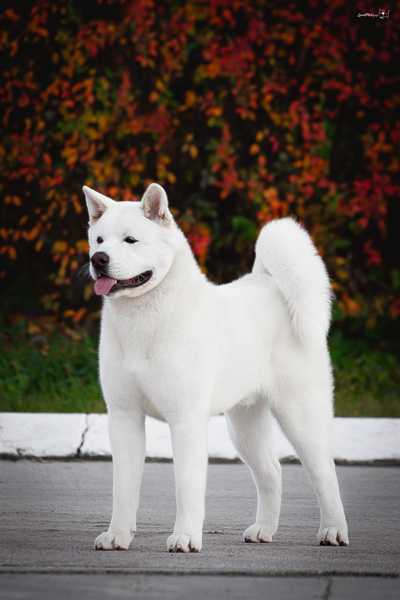 Argus iz Doma Samuraya