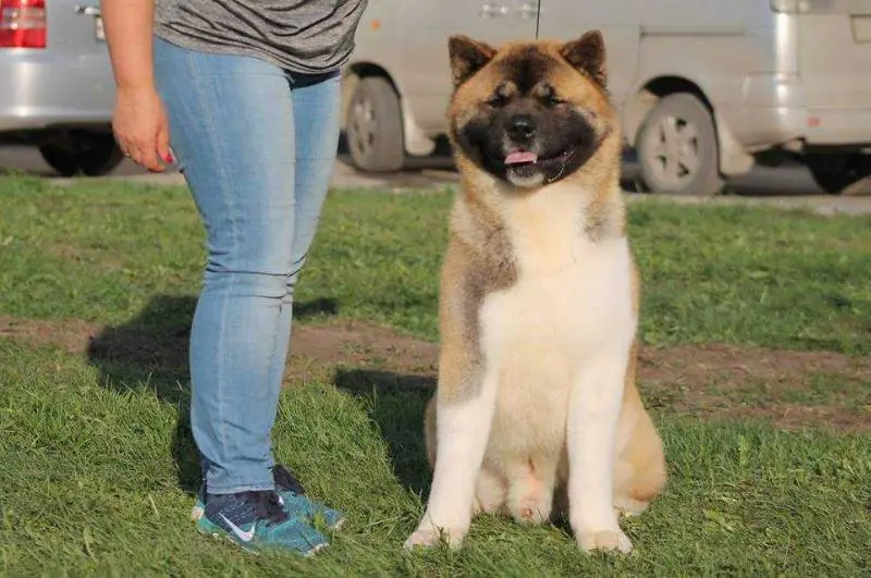 Tamonten Richard the Lionheart