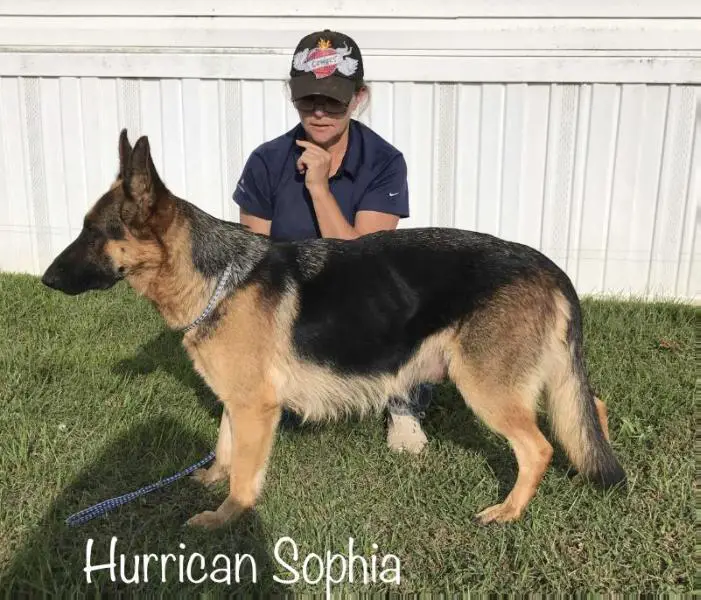 Hurrican Sophia
