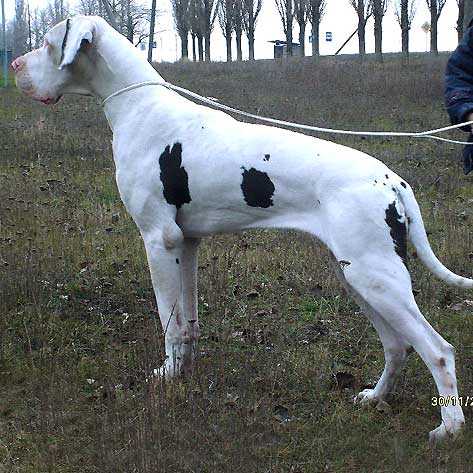 Luizador Tais Afinskaja