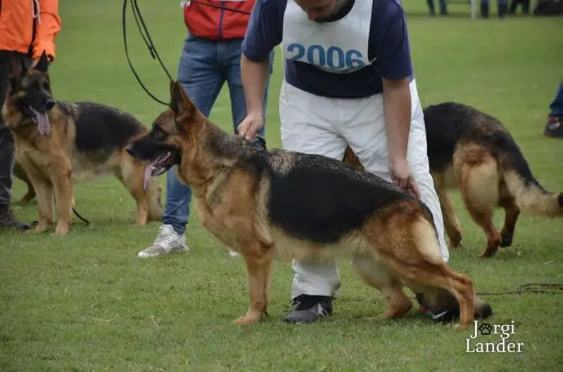 VA 4 ITA 2019 Atena dei Verdi Colli
