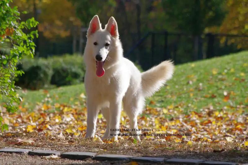 YADIEL JAMILSTAR ASHLEY