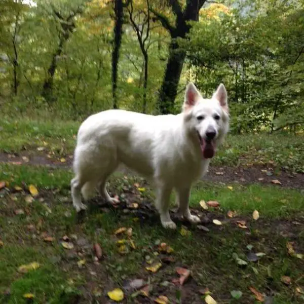 On von der Weißen Wolke