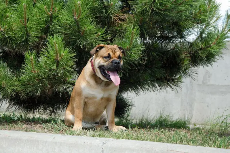 Elitnyy Kvartal Bogard Bueno de Oro