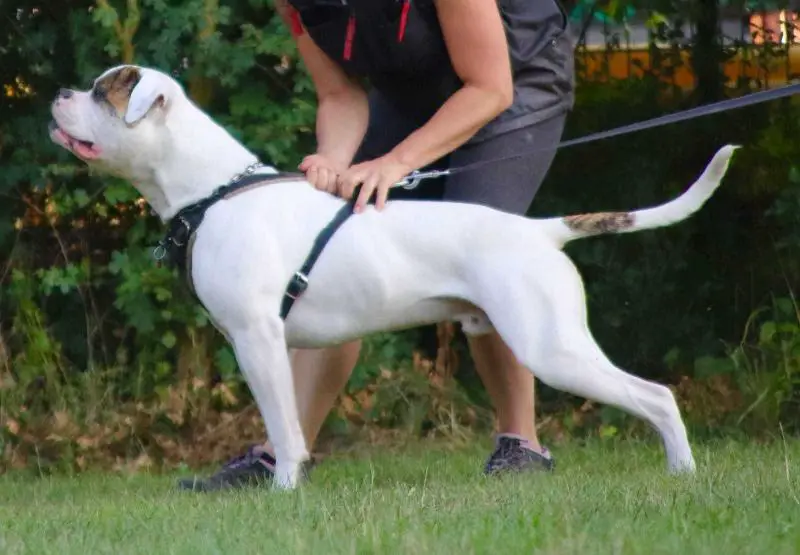 Officer Poldi von Avalon