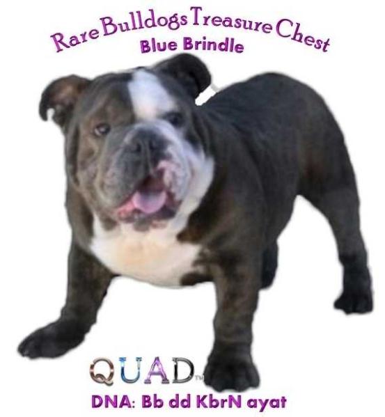 Rare Bulldogs Choco-Blu Dreams Treasure Chest