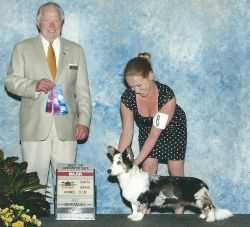 AM GCH Glasshouse 3C Soft Kitty