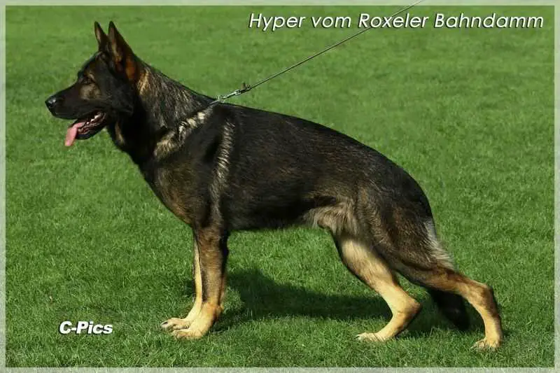 V Hyper vom Roxeler Bahndamm