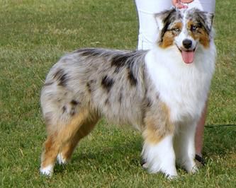 Heatherhill Dazzle Frostline