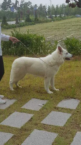 KOREA CHAMPION HIPER IS BELOY BRIGADY