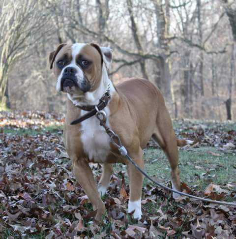 Secrest's Willow of SABK