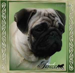 Jrmile A Kira Tsvetok Sakury