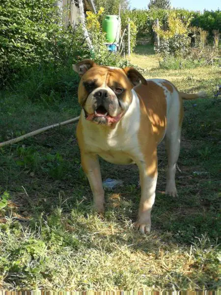 Dream House's Diamante of Venezia's Kennel