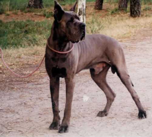 Manfred Des terres royales