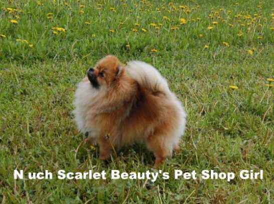 N UCH Scarlet Beautys Pet Shop Girl