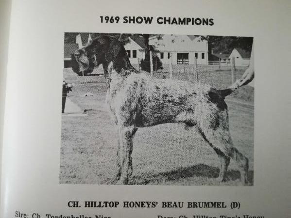CH HILLTOP HONEY'S BEAU BRUMMEL   (D)