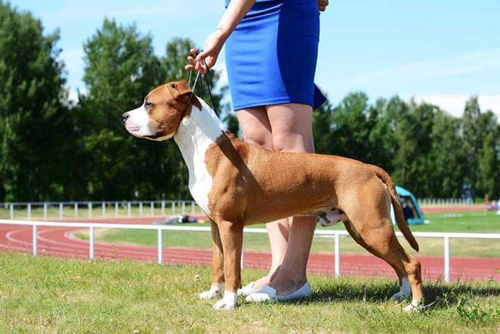 Red Icon's Highway Patrolman