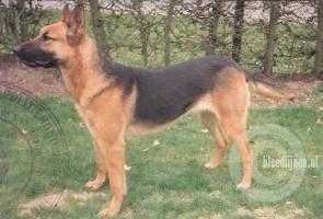 Laska (Dhr. A.G.M. Wilms, Venray)