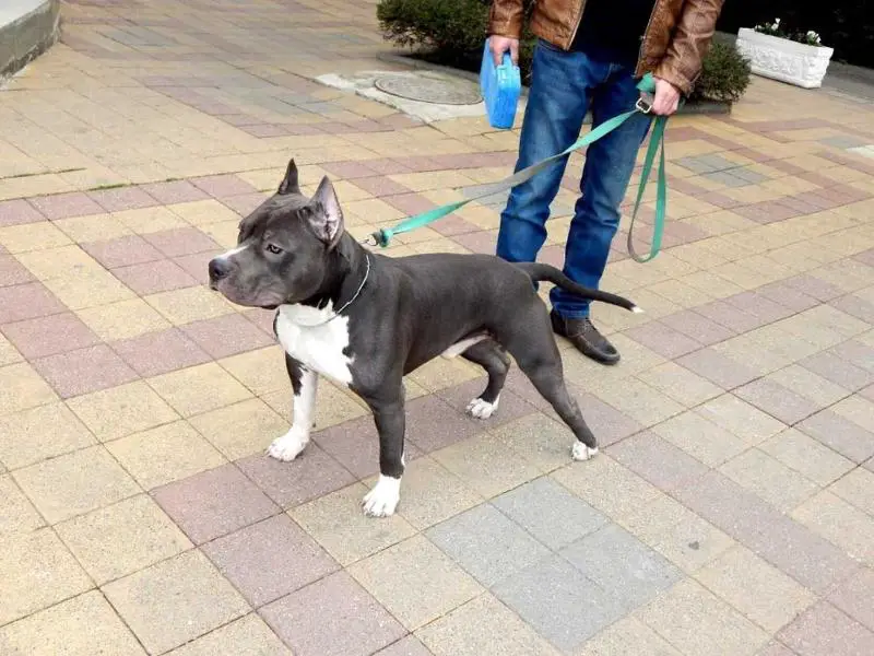 Tegeran 43 iz Voiska Tamerlana