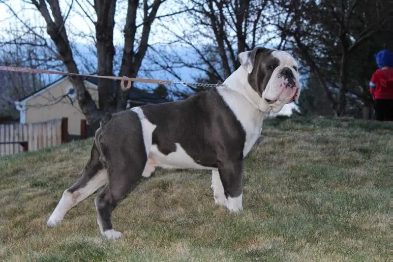 Blue Legend Bully Buster