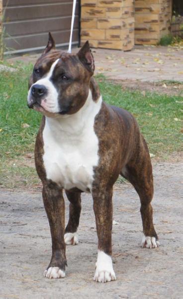 Toir-Prestizh las vegas