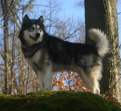 Tzebariki Tshajka Cheveyo