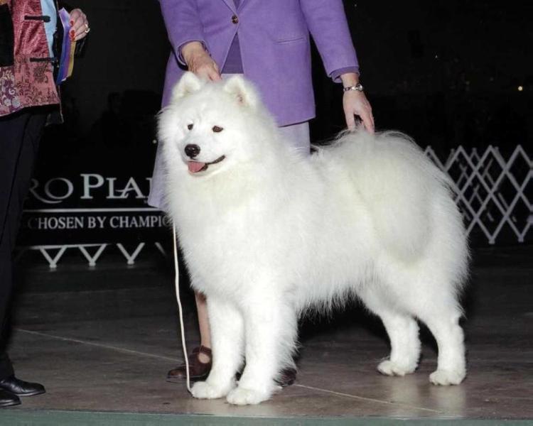 CH Arctic Fox Ivy League