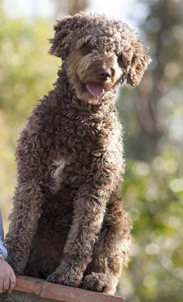 Linda (La Vega de Mijas)