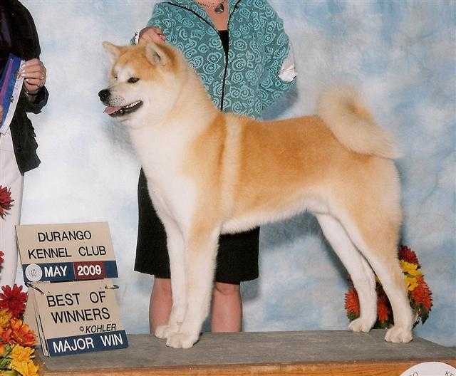 AKC CH Bakuchiku Go Of Fighting Dog