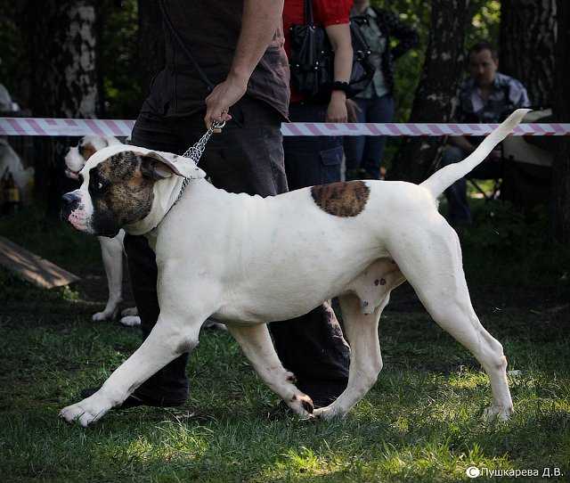 JCH RUS, CH RUS BULL-BATING DOG TSEZAR