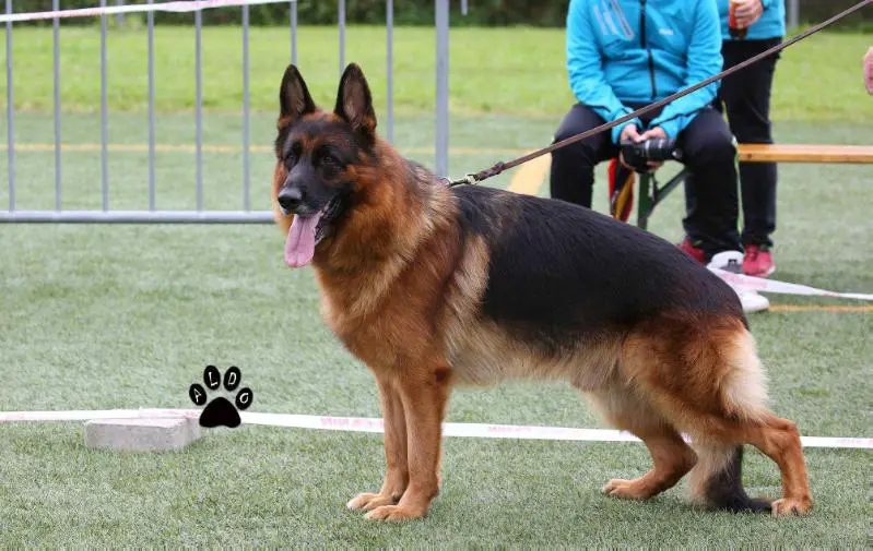 V46 BSZS 2017 Pakos della Gens Pontina