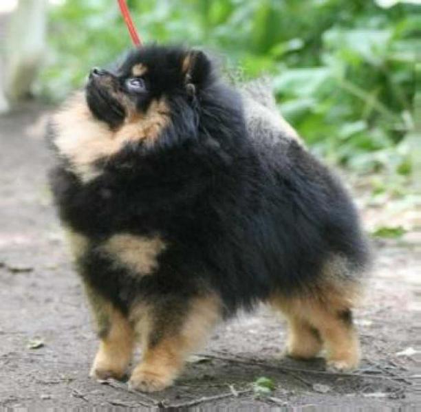 RKF Ch Sloenii Pirozhok Iz Russkogo Dvora