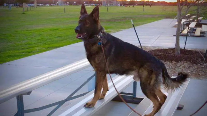 KHAL “Bubba” Drogo KHAL